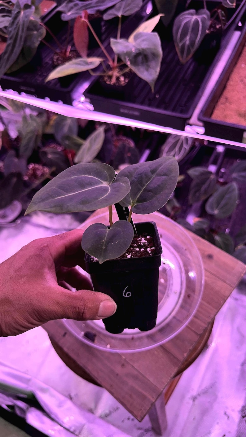 Anthurium (Carla 'District' x Black Widow Michelle) X Carla OG4 S1 , #6 Select , New Exotics In ADHD Hybrid Drop! image 1