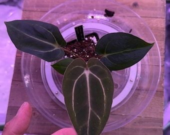 Anthurium (Carla 'District' x Black Widow Michelle) X Carla OG4 S1 , #5 Select  , New Exotics In ADHD Hybrid Drop!