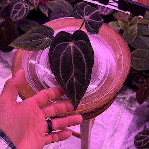 May include: A close-up of a dark green plant with prominent white veins, resting on a wooden surface. The plant has large, heart-shaped leaves. The background includes other plants and propagation supplies.