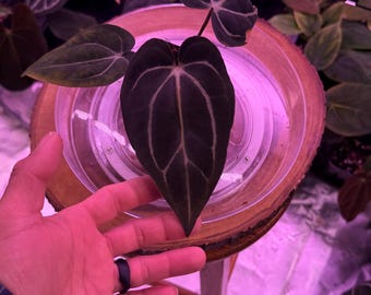 Anthurium Carlablackiae OG4 S1 X Carla A1 S1, #14 Select Exact Plant , 3” Pots, Exclusive ExoticsinADHD Drop!