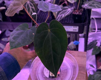 Midnight Velvet X CarlaBlackiae OG4 S1, #1 Select Exact Plant, ExoticsInADHD exclusive Hybrid, Head to shop for Ship Upgrade