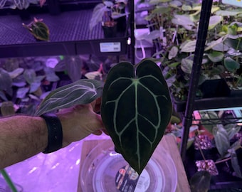 Anthurium Carlablackiae OG4 S1 X Carla A1 S1, #14 Select Exact Plant, Exclusive ExoticsinADHD Drop!