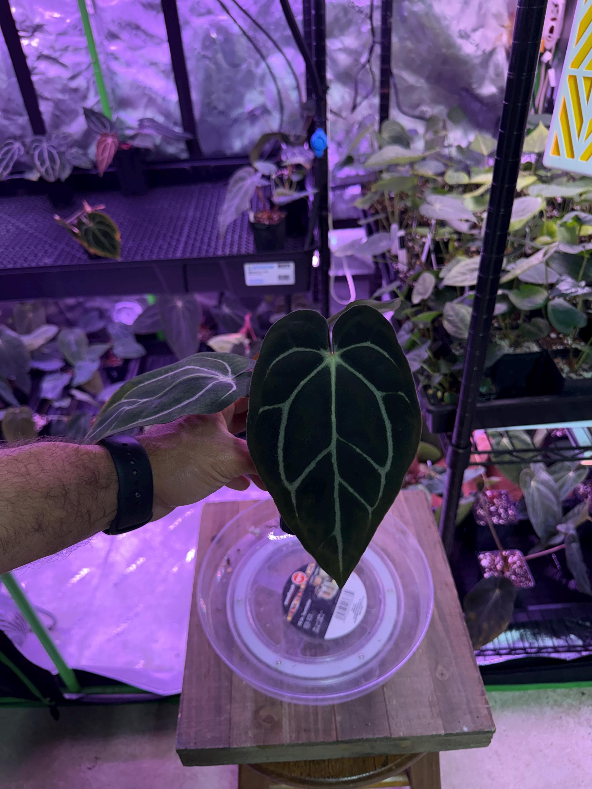 Anthurium Carlablackiae OG4 S1 X Carla A1 S1, #14 Select Exact