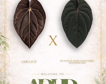 Anthurium Carla A1 S1  X ( RG F2 Black Clone x Black Dressleri), 2 Germinated Seeds , New Hybrid Drop! Head to shop for winter shipping!