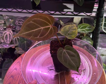 Anthurium Red Crystallinum E2 X Hu Kos,#1 Exact Holdback