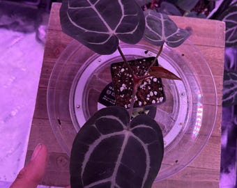 Anthurium Carlablackiae OG4 S1 X Carla A1 S1, #7 Select Exact Plant , 3” Pots, Exclusive ExoticsinADHD Drop!