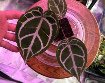 Red Crystallinum E2 X Michelle Select  (#6) Exact Plant, Its COLD, Dont forget to add Winter Shipping Upgrades in our Shop!