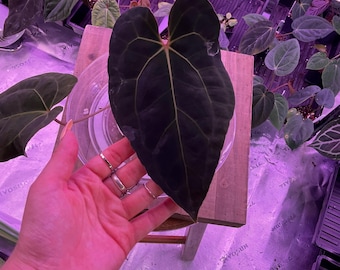 Anthurium Besseae Aff X RLFS  ,Select Seedling, #2 Exact seedling in 3” tall  pot. Exclusive ExoticsinADHD Hybrid! SHOP for upgrade shipping