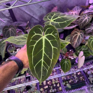 May include: A large, dark green leaf with light green veins. The leaf is glossy and has a heart shape. The leaf is surrounded by other plants in a greenhouse setting.