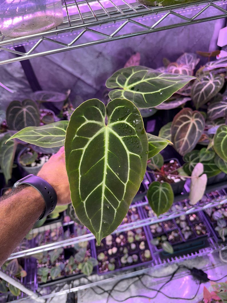 May include: A large, dark green leaf with light green veins. The leaf is glossy and has a heart shape. The leaf is surrounded by other plants in a greenhouse setting.