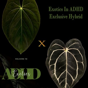 Anthurium Dark Phoenix X CarlaBlackiae OG4 Self  ,2 Germinated Seeds Exclusive ExoticsinADHD Drop!