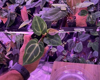 Anthurium (Carla 'District' x Black Widow Michelle) X Carla OG4 S1 , #8 Select  , New Exotics In ADHD Hybrid Drop!
