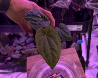 Anthurium (VelvetMask x FS) X ( RG F2 Black Clone x Black Dressleri), #6 Select Exact Plant, Exclusive Exotics In ADHD Hybrid