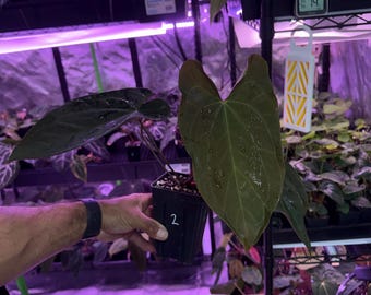 Anthurium Dark Phoenix X Red Spider Clone , #2 Large Exact Flowering size