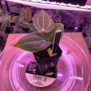 May include: A potted plant with large, heart-shaped green leaves and prominent veining. The plant is in a black square pot, sitting on a clear plastic tray. A label with text is visible. The number "13" is on the pot.