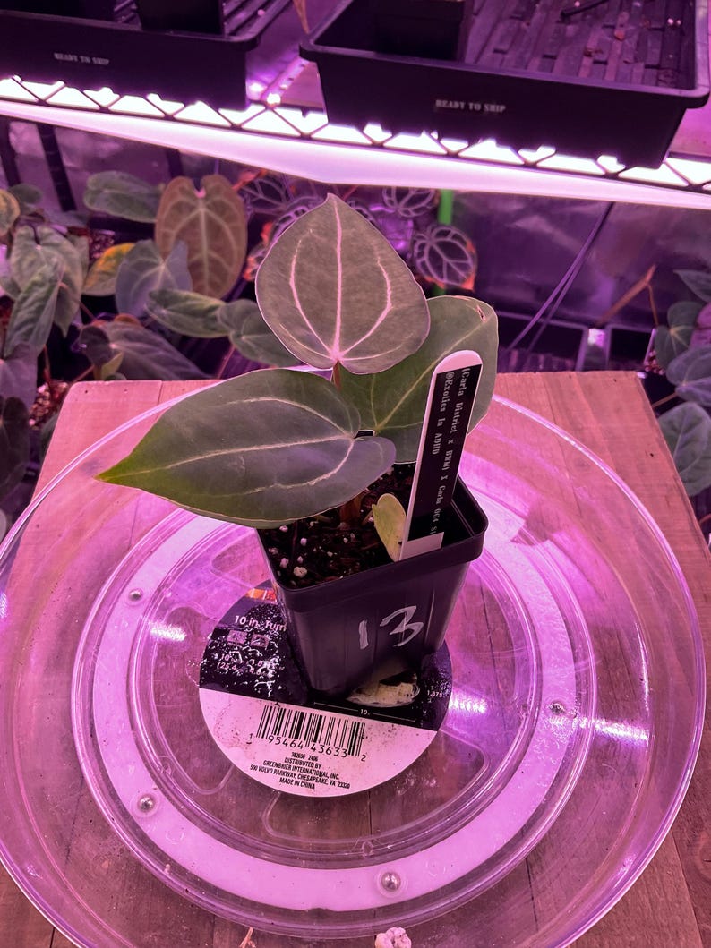 May include: A potted plant with large, heart-shaped green leaves and prominent veining. The plant is in a black square pot, sitting on a clear plastic tray. A label with text is visible. The number "13" is on the pot.