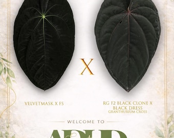 Anthurium (VelvetMask x FS) X ( RG F2 Black Clone x Black Dressleri), Growers Choice, New Hybrid Drop! Head to shop for winter shipping!