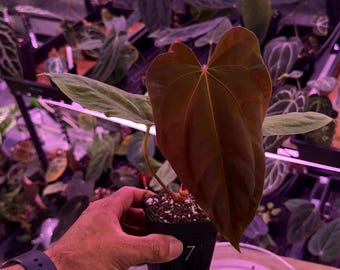 Anthurium RLFS X Tezula Antolakii (BVEP) , #7 Select Exact plant, Exclusive Exotics In ADHD Hybrid, Head to shop for ship Upgrades!