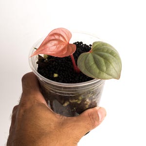 Anthurium Luxurians Platinum 4" Pot (read Description) - Etsy