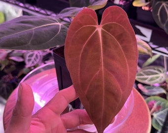 Scott Cohen Anthurium Antolakii (known as BVEP) X NSE Anthurium