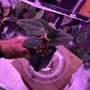 May include: A small potted plant with three large, dark green leaves with prominent veining. The plant is in a black square pot, held by a person. Other plants are visible in the background under purple grow lights. The plant is a houseplant.