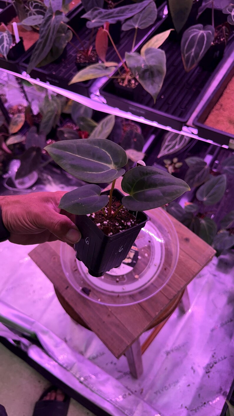 May include: A small potted plant with three large, dark green leaves with prominent veining. The plant is in a black square pot, held by a person. Other plants are visible in the background under purple grow lights. The plant is a houseplant.