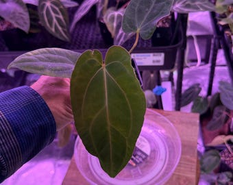 Midnight Velvet X CarlaBlackiae OG4 S1, #4 Select Exact Plant, ExoticsInADHD exclusive Hybrid, Head to shop for Ship Upgrade
