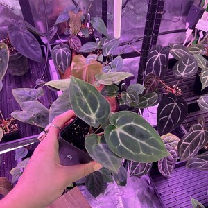 Puede incluir: Una colecci&oacute;n de plantas en macetas, incluyendo un Anthurium con hojas grandes, verde oscuro y venas blancas prominentes. Las plantas est&aacute;n en un invernadero con iluminaci&oacute;n p&uacute;rpura, mostrando diversas formas y colores de hojas.