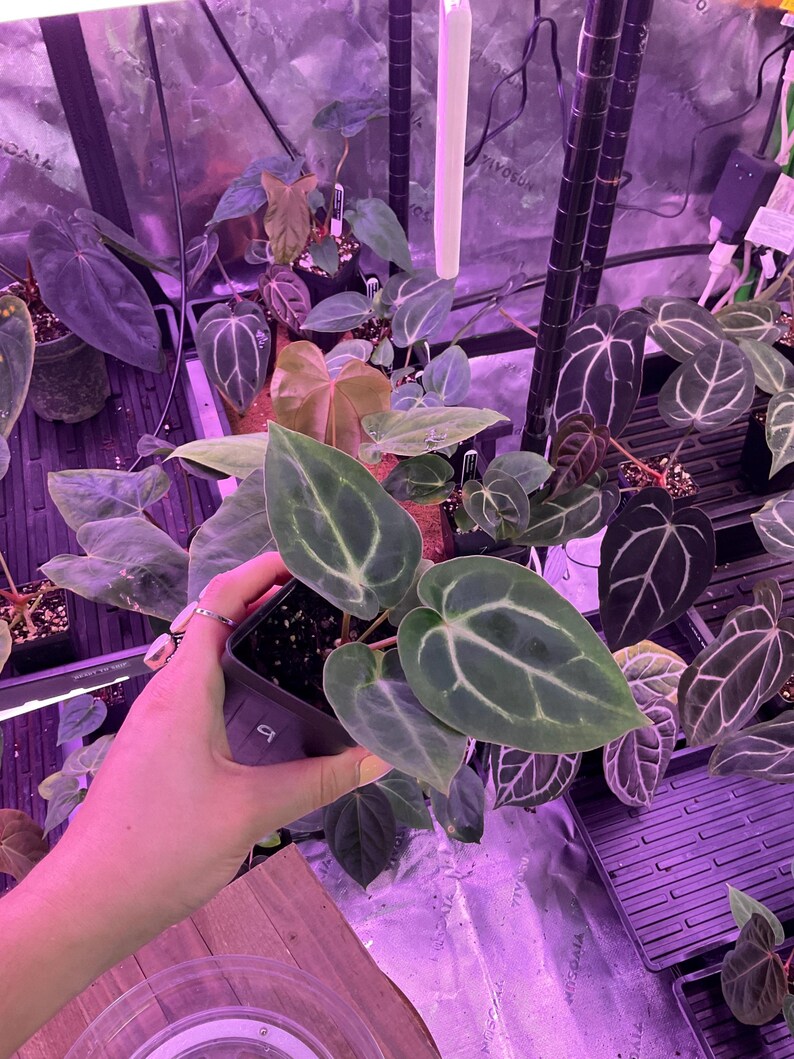 Puede incluir: Una colecci&oacute;n de plantas en macetas, incluyendo un Anthurium con hojas grandes, verde oscuro y venas blancas prominentes. Las plantas est&aacute;n en un invernadero con iluminaci&oacute;n p&uacute;rpura, mostrando diversas formas y colores de hojas.