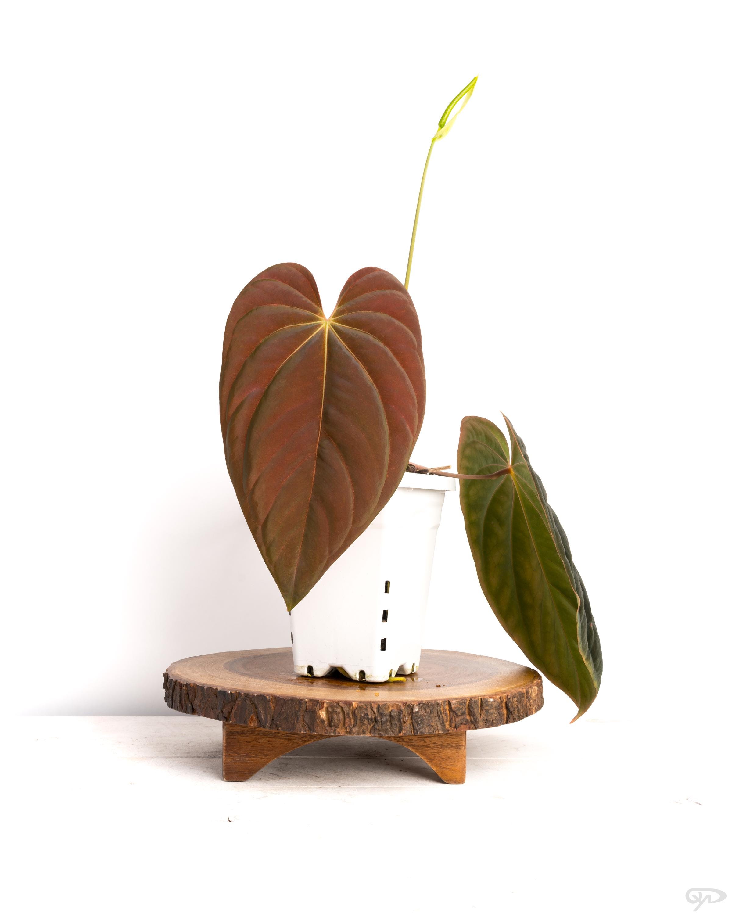 Anthurium RLFS X Tezula Antolakii (BVEP) , Growers Choice, for