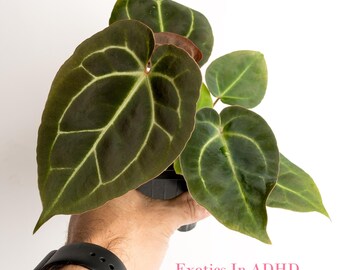 Doc Block Brielle X Zara)(Donor) x Besseae Aff Dark Form (Mother) larger  Seedlings in 4" tall pots ExoticsinADHD Exclusive! Growers Choice
