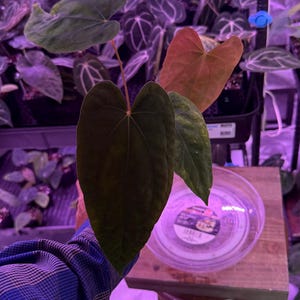 Anthurium Carla X Papillilaminum - Etsy