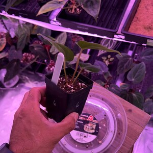 May include: A small potted plant with green leaves and a white plant tag. The plant is held in a black square pot with the number "6" written on it. Other plants are visible in the background.
