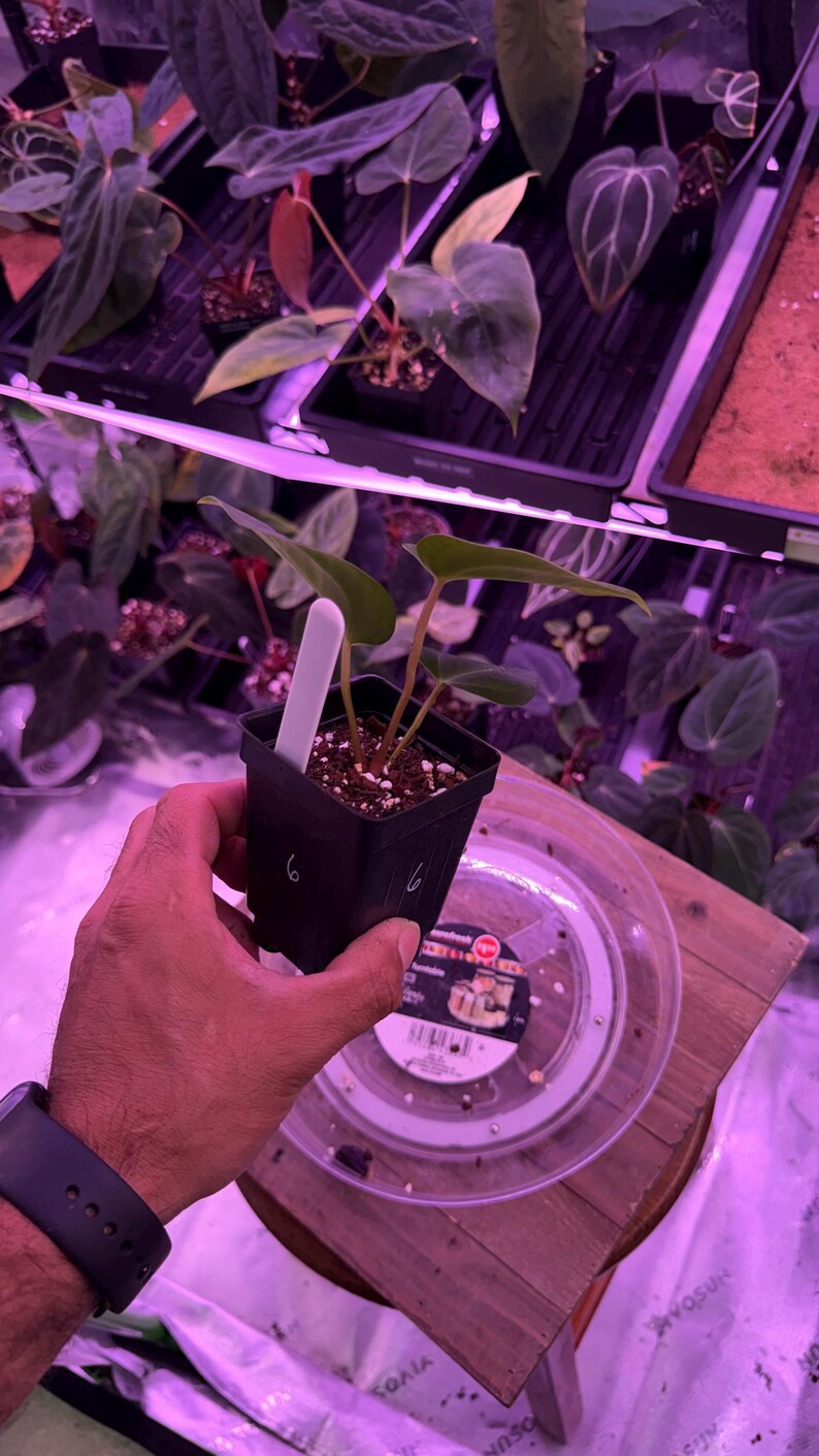 May include: A small potted plant with green leaves and a white plant tag. The plant is held in a black square pot with the number "6" written on it. Other plants are visible in the background.