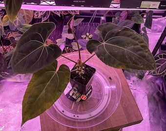 Anthurium Besseae Aff X RLFS  ,Select Seedling, #3 Exact seedling in 3” tall  pot. Exclusive ExoticsinADHD Hybrid! SHOP for upgrade shipping