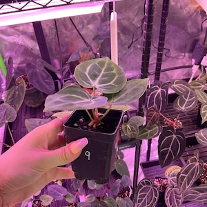 Puede incluir: Una peque&ntilde;a planta en maceta con hojas grandes en forma de coraz&oacute;n con prominentes vetas blancas. La planta se sostiene en una maceta cuadrada negra con el n&uacute;mero "9" escrito. Otras plantas son visibles en el fondo, bajo una luz de cultivo p&uacute;rpura.