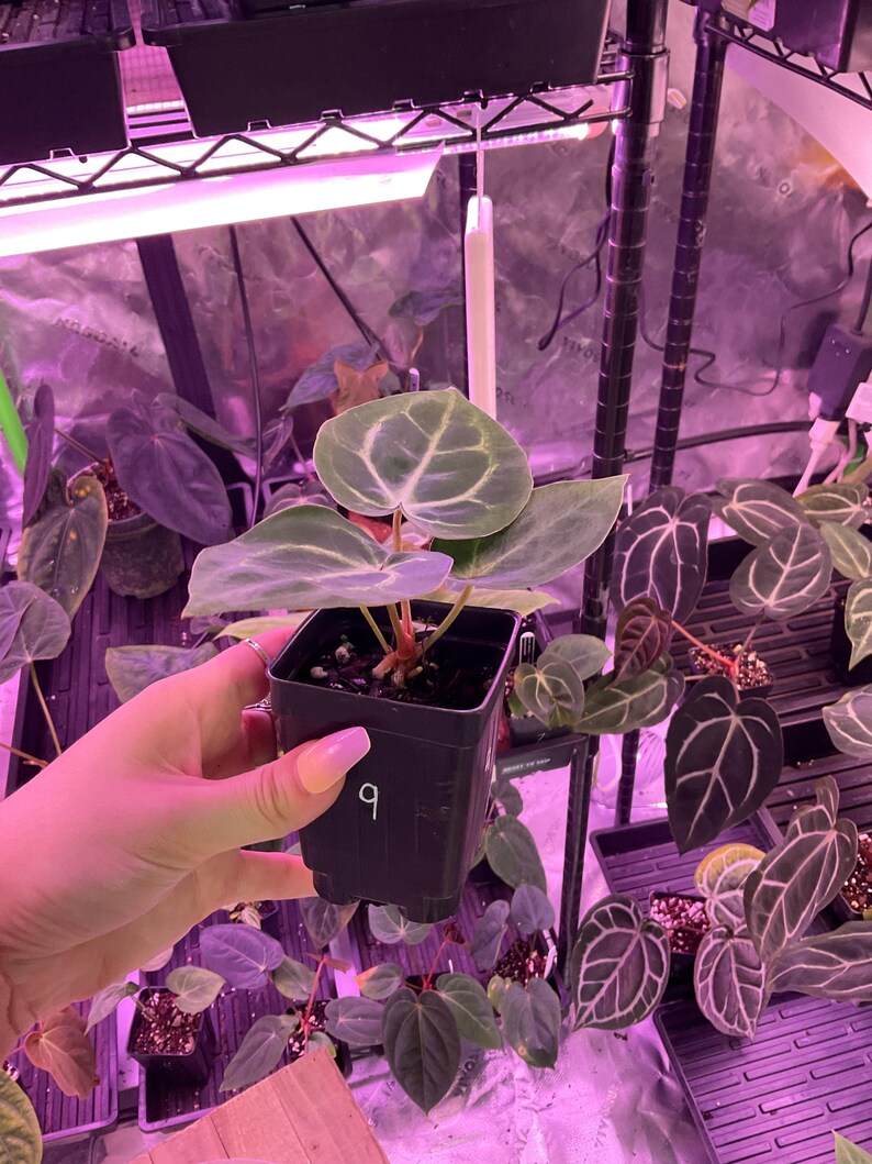 Puede incluir: Una peque&ntilde;a planta en maceta con hojas grandes en forma de coraz&oacute;n con prominentes vetas blancas. La planta se sostiene en una maceta cuadrada negra con el n&uacute;mero "9" escrito. Otras plantas son visibles en el fondo, bajo una luz de cultivo p&uacute;rpura.