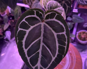 Red Crystallinum E2 X Michelle Select  (#16) Exact Plant, Its COLD, Dont forget to add Winter Shipping Upgrades in our Shop!