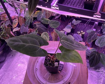 Anthurium Besseae Aff X RLFS  ,Select Seedling, #14 Exact seedling in 3” tall pot. Exclusive ExoticsinADHD Hybrid! SHOP for upgrade shipping