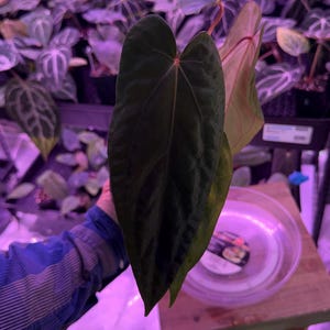 Anthurium Carla X Papillilaminum - Etsy