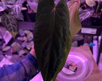 Seed Grown Anthurium Black Sweet X Fort Sherman Starter Plant (ALL
