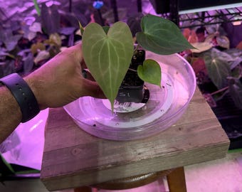 Clarinervium X NSE DeltaForce Clone #S1 Select Exact Plant | Rare Anthurium Hybrid | Exact Collector Aroid Plant