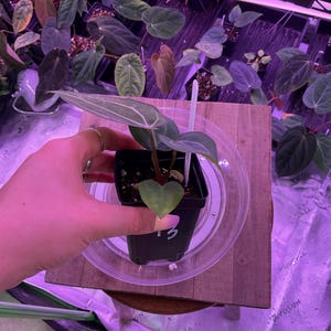 May include: A small potted plant with green leaves and white veins, held in a black square pot. The plant sits on a wooden surface, with other plants visible in the background. The pot is labeled with the number "13".