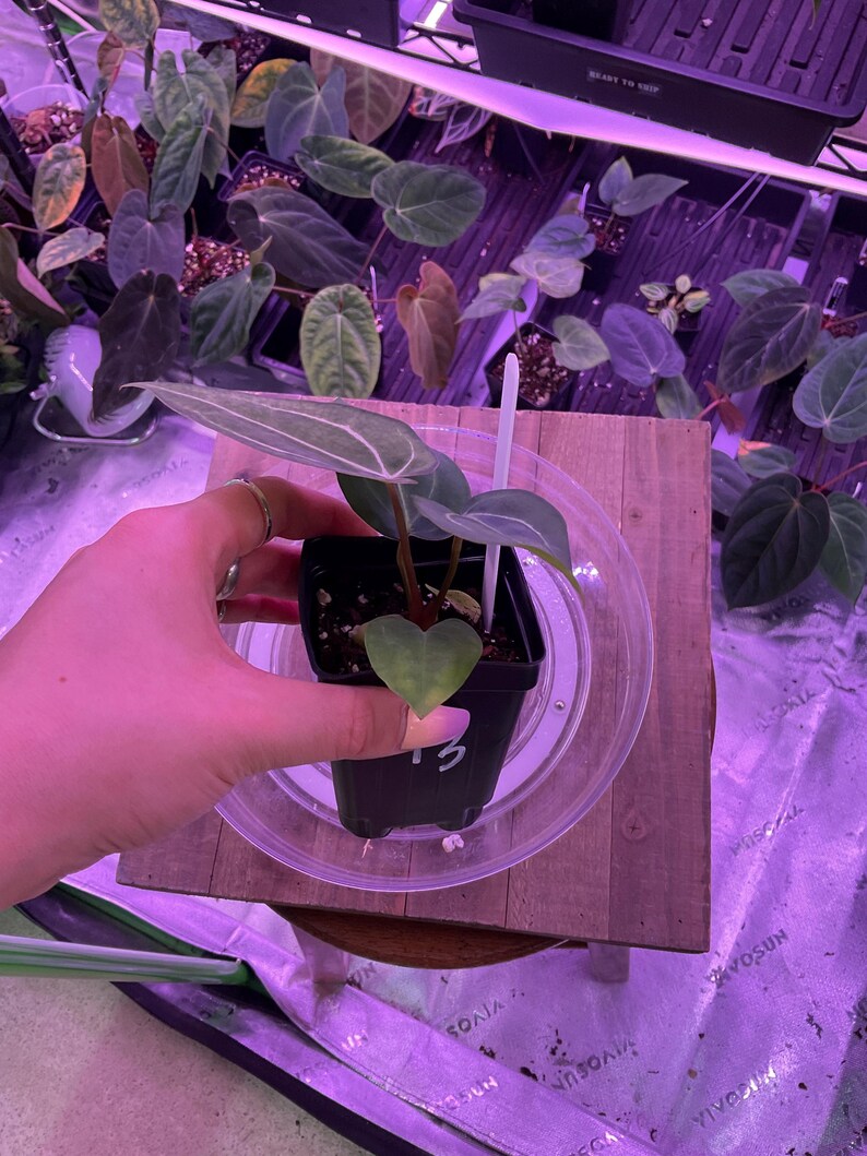 May include: A small potted plant with green leaves and white veins, held in a black square pot. The plant sits on a wooden surface, with other plants visible in the background. The pot is labeled with the number "13".