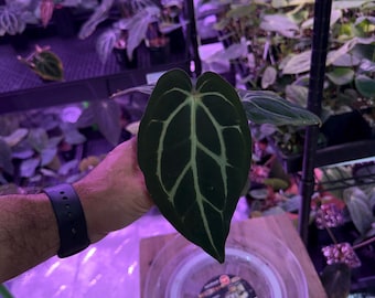 Anthurium Carlablackiae OG4 S1 X Carla A1 S1, #6 Select Exact Plant, Exclusive ExoticsinADHD Drop!