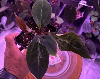Red Crystallinum E2 X SC BVEP Blister Variegated , #1 , Very rare Release, Insane ExoticsinADHD Hybrid, Head to shop for ship upgrade!