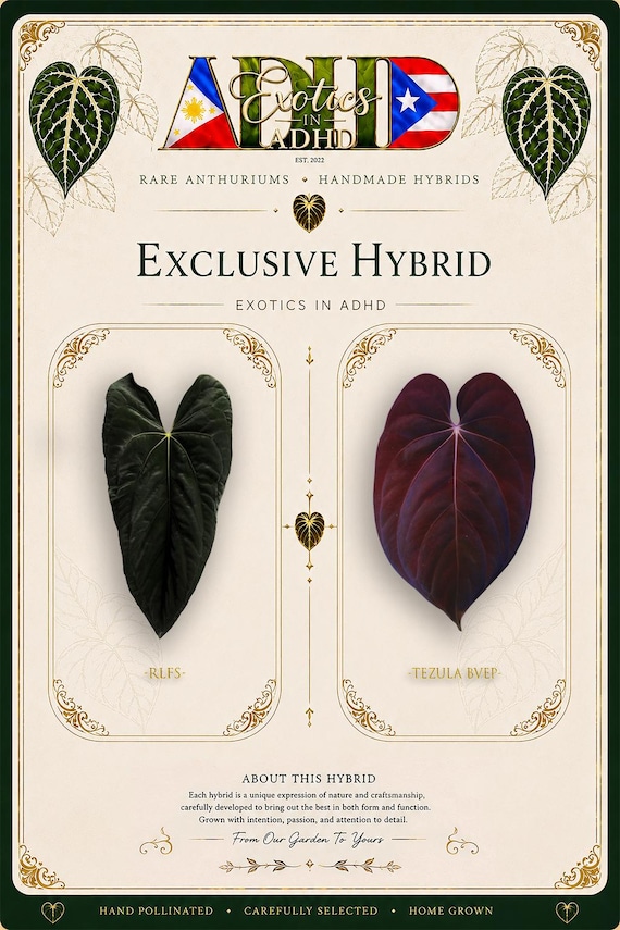アンスリウム Antolakii Tezula X Luxurians 🖤Anthurium antolakii