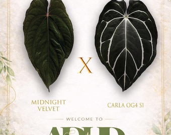 Midnight Velvet X CarlaBlackiae OG4 S1, 1 Potted up Seedling in 3” Pot, Growers Choice for vigor & size