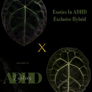 Anthurium Forgetii Dark Form E.F1 Seedlings 3.5” pots, ExoticsinADHD Forgetii DF F1s, Most beautiful Forgetii Genetics! Growers Choice