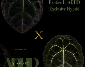 Anthurium Forgetii Dark Form E.F1 Seedlings 3.5” pots, ExoticsinADHD Forgetii DF F1s, Most beautiful Forgetii Genetics! Growers Choice